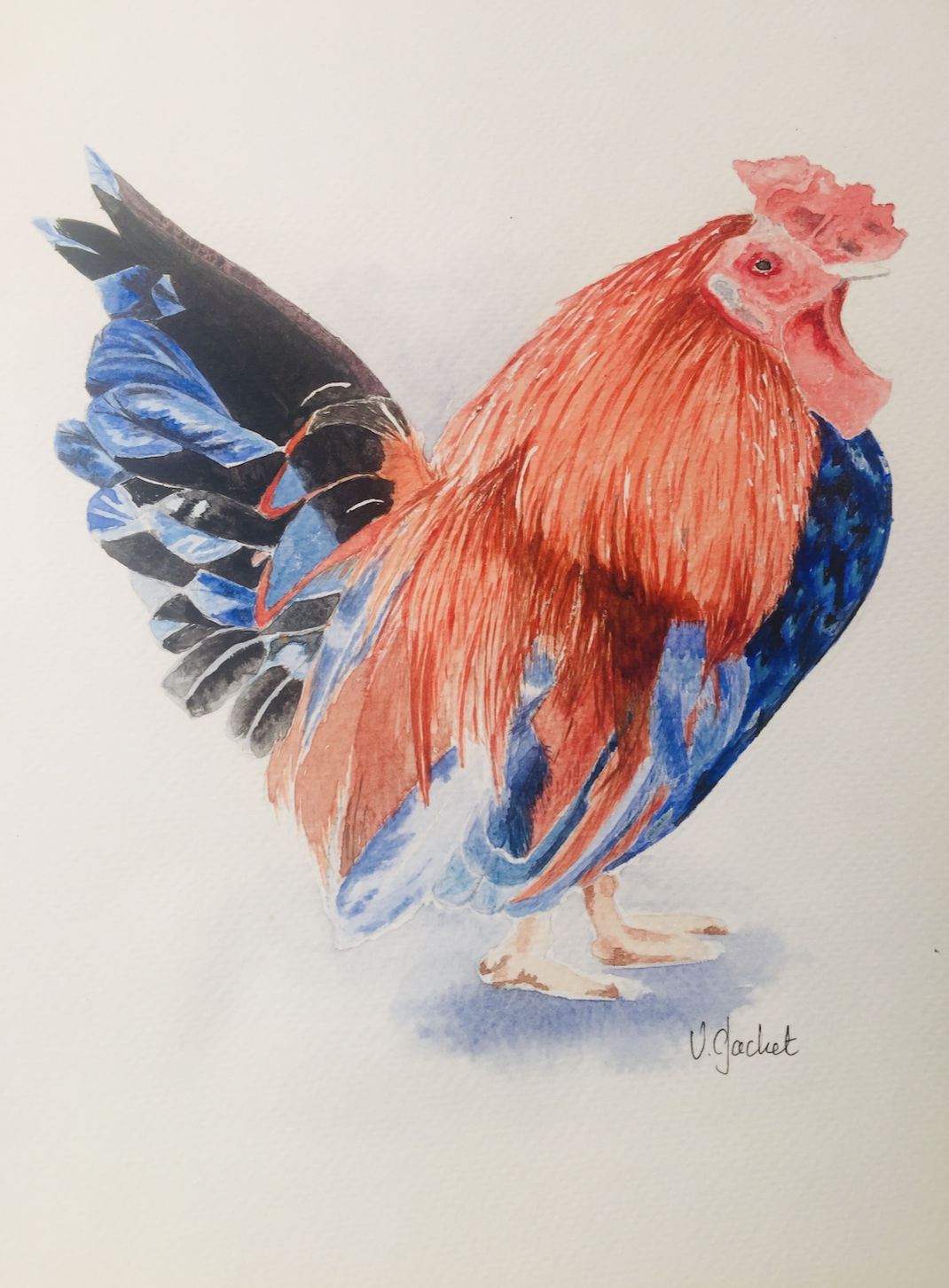 Aquarelle originale de Véronique Gachet, coq